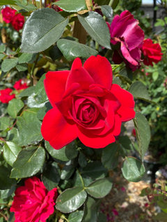 What Are Your Most Fragrant Roses Today