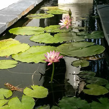 Serenity garden