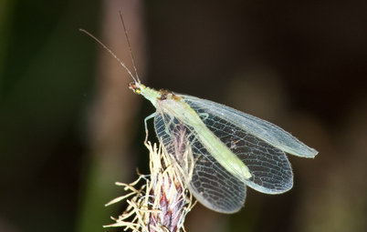Look Out for Lacewings: Beneficial Insects Coming to a Garden Near You
