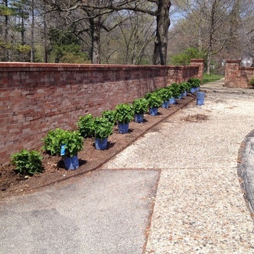 hydrangea's galore!