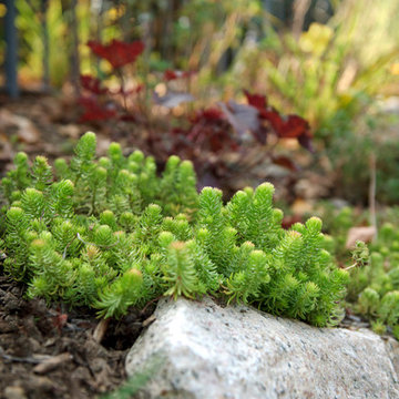 Rock garden sedum and coral bells