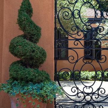 Spiral Juniper