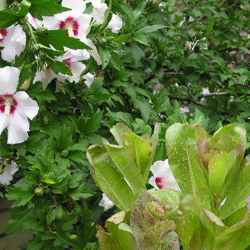 Vegetable variety | Artistry Landscaping Design