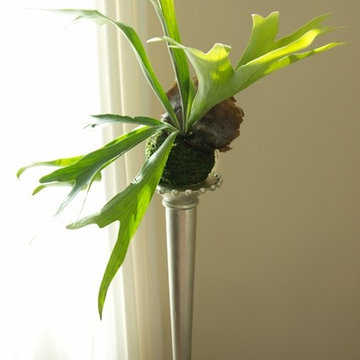 Kokedama