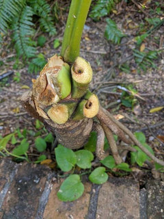 3. zz plant zamioculcas zamiifolia ZZ PLANT (ZAMIOCULCAS ZAMIIFOLIA) main image 1