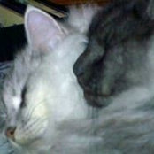 Willow Catmad's photo