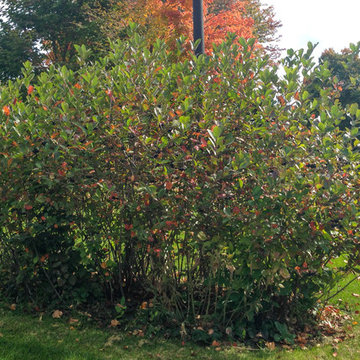 Aronia melanocarpa