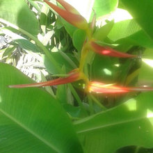 Tropical Gardens