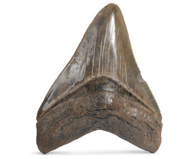 Eclectic Artwork Megalodon Shark Tooth Fossil
