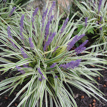 Variagated Liriope