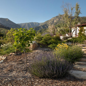 Montecito Phoenix rise from the ashes