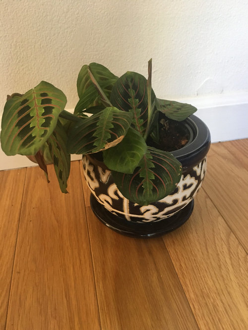 Help identifying house plants