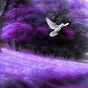 Diane Young's photo