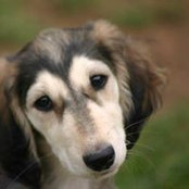 Marcel Wolf's photo