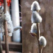 Ольга Федькоs foto