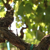 Stacia Marselos's photo