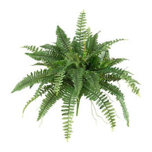 tropical plants