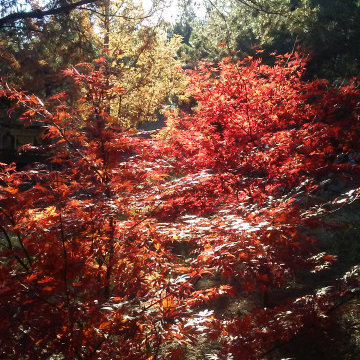 Japanese Maples