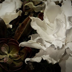 Natural Botanicals - Plants