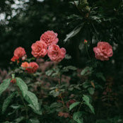 Diana Wang's photo