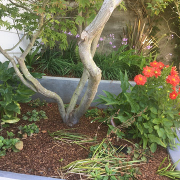 After Image: Upper walls w/ new stucco and planting
