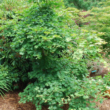 Acer seiboldianum 'Seki-no-kegon'