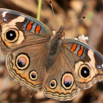 3 Easy Steps to Create a Butterfly Garden