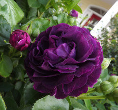 Edmund Roses--rose recommendation | Houzz Forum