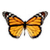 Mike Liebowitz's photo
