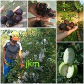 Jambu Medan's photo