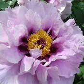 Cathie Dopkin's photo
