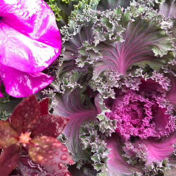 Vibrant Colorful Vegetable Beds & Mini-Food Forests