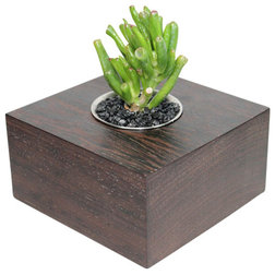 Contemporary Plants Crassula - 5" Exotic Hardwood Potted Cactus and Succulents