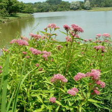 Plant Swamp milkweed for monarchs