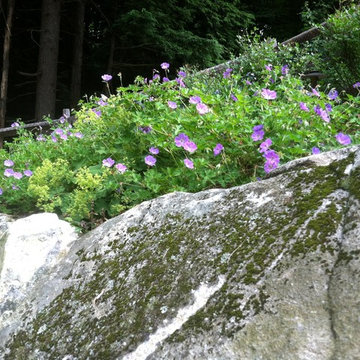 Boulder Plantings and Groundcover