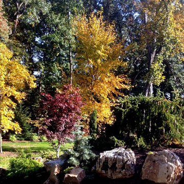 Pond Marvel
