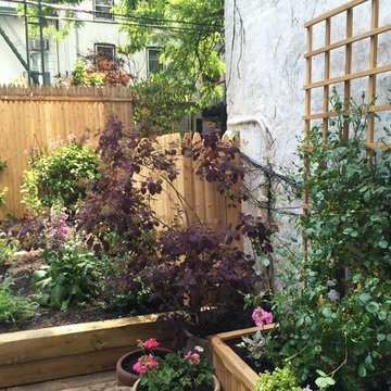 Park Slope Backyard Transformation - New Planting