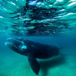 Natural Wonder by Joel Coleman - Photographs