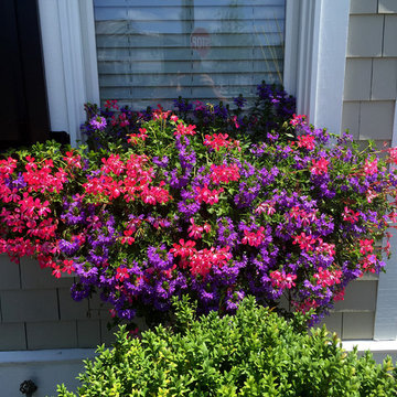 Flower Boxes/Pots/Windows