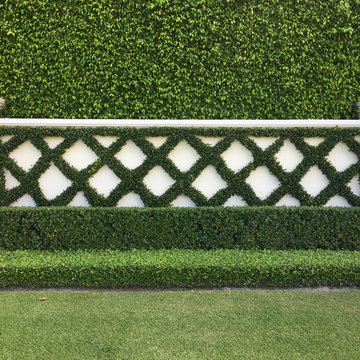 Espalier - Diagonal, mature