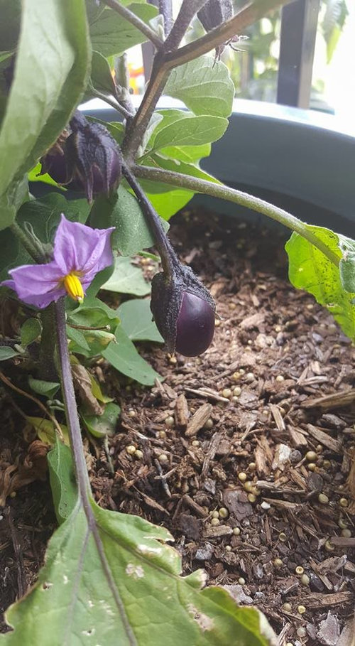 baby eggplant plant