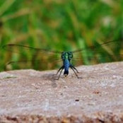 Kathy Wilber's photo