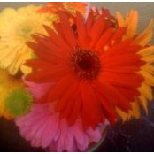 Foto de Vicki Waldrop Addington
