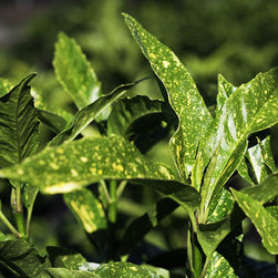 Current Featured Plants - Products