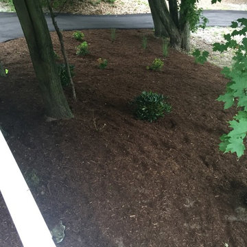 Decorative Landscaping with Small Shrubs