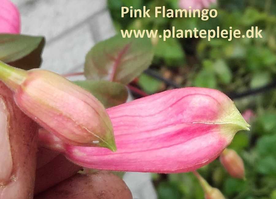 Fuchsia liste 2020 (her ses fotos af en mindre del af de fuchsia vi producere)