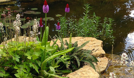 How to Create a Small Wildlife Pond in Your Garden