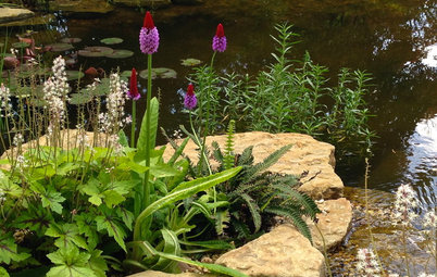 How to Create a Small Wildlife Pond in Your Garden
