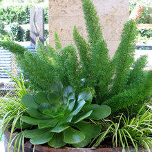 Plants