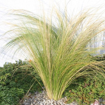 Jardin design